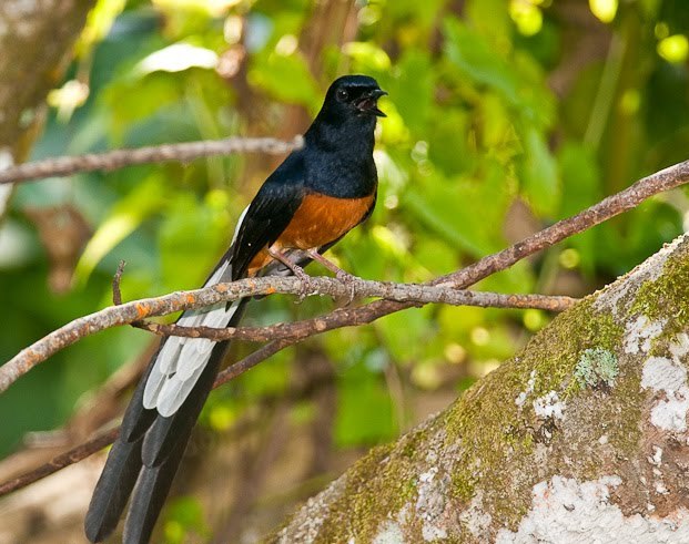 Cara memilih burung murai batu yang bagus