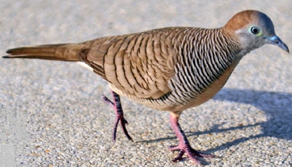 burung perkutut yang bagus