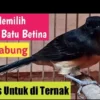 tips memilih indukan betina murai batu