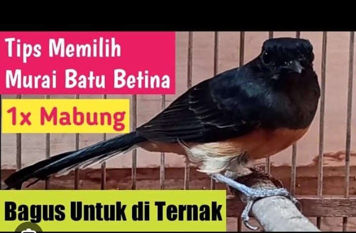 tips memilih indukan betina murai batu