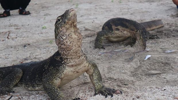 Pulau Biawak