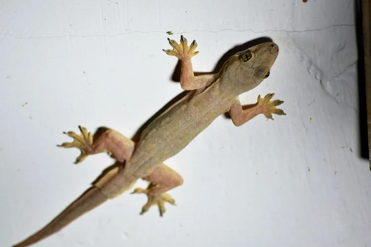 penyebab banyak cicak di dalam rumah