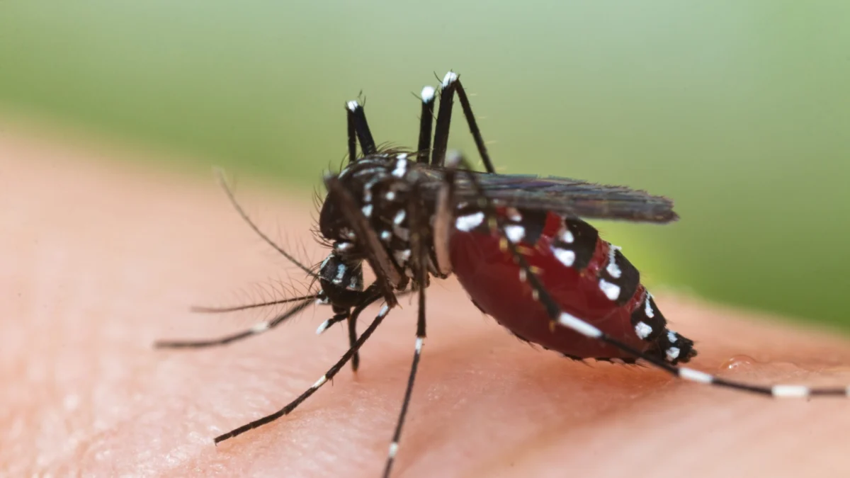 mengenal nyamuk wolbachia yang katanya bisa menghambat penyakit dbd