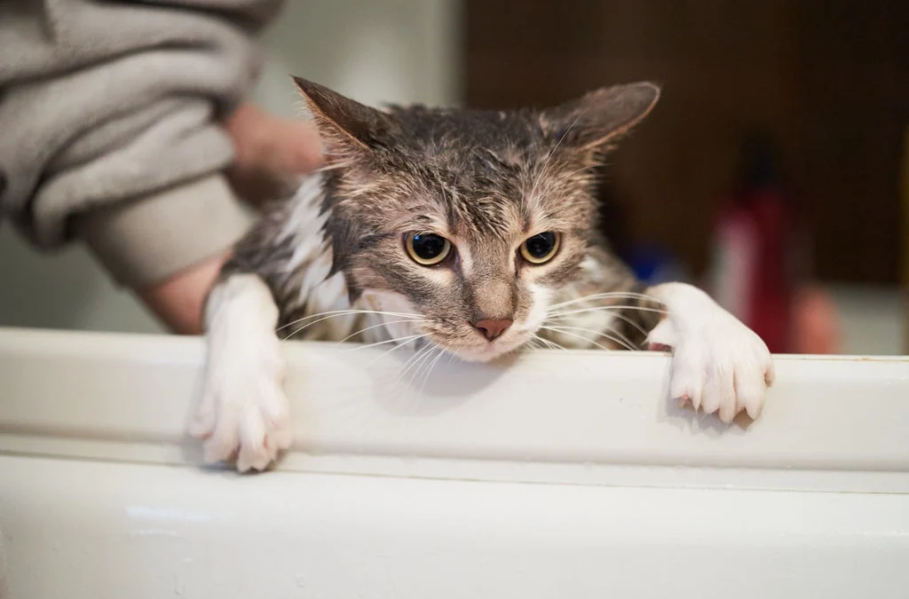 mengapa kucing takut air