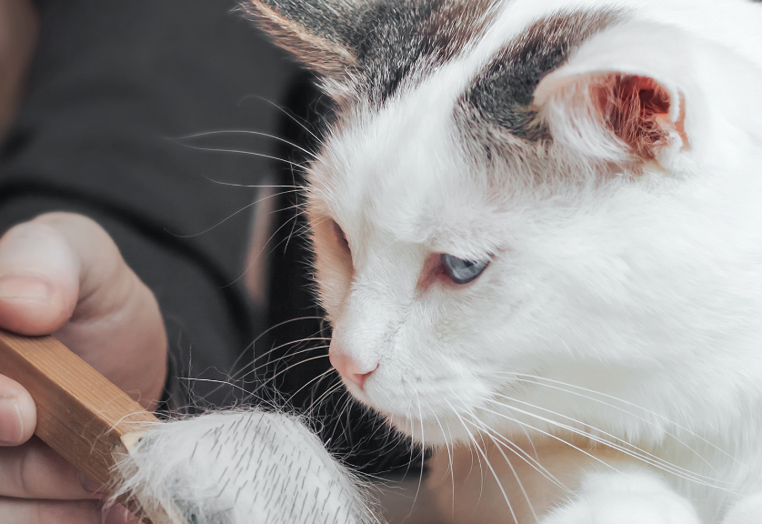 Bulu Kucing Sering Rontok dan Kusut? Ini Penyakit Kucing yang Perlu diwaspadai!