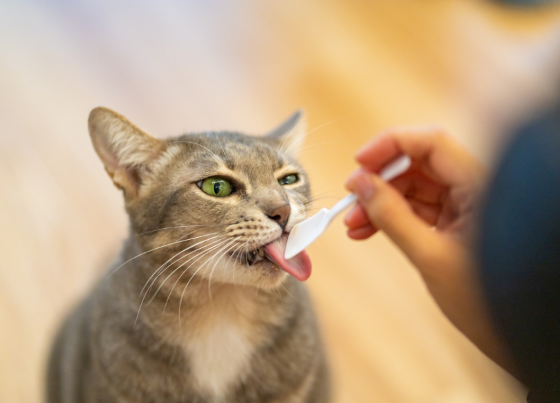 Rekomendasi Snack Kucing yang Lezat dan Sehat Untuk Kucing