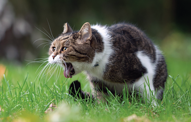 Kenapa Kucing Muntah? Apa Penyebab dan Gejalanya