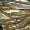 Ini Dia 15 Manfaat Ikan Gabus