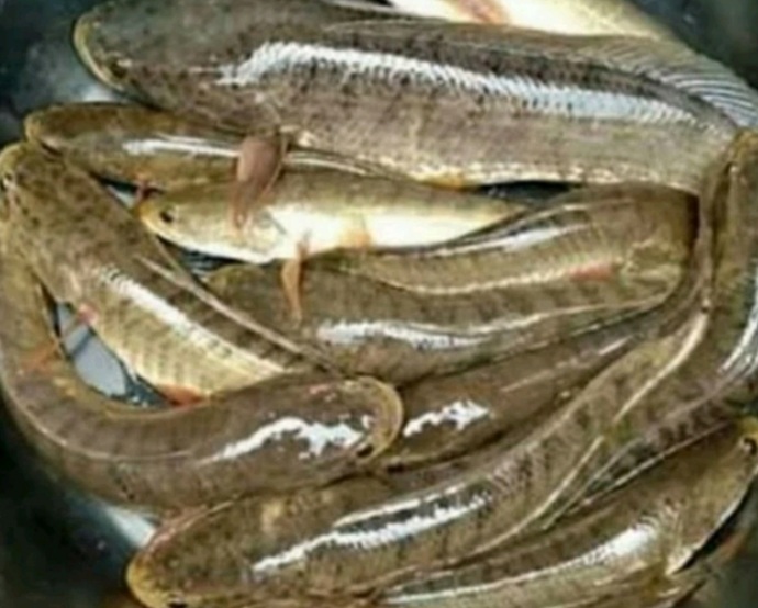 Ini Dia 15 Manfaat Ikan Gabus