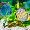 Ikan yang cocok di aquarium kecil