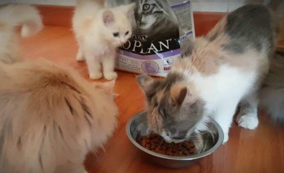 Begini Cara Bikin 2 Menu Makanan Kucing Ras Dengan Mudah