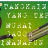 Memilih tangkringan murai batu