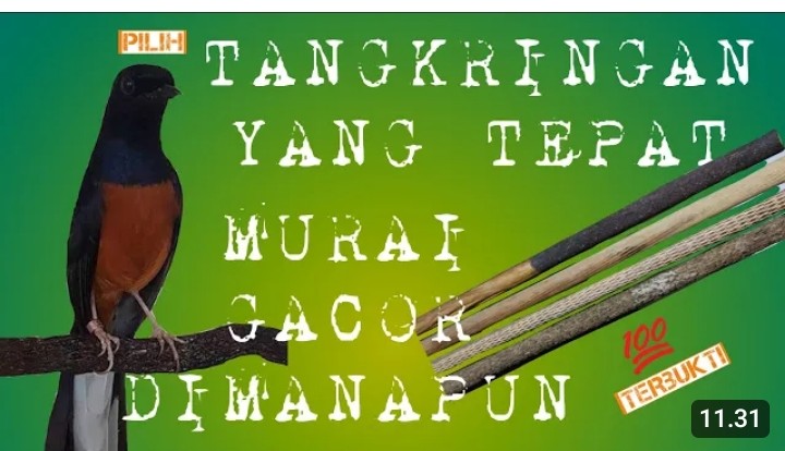 Memilih tangkringan murai batu