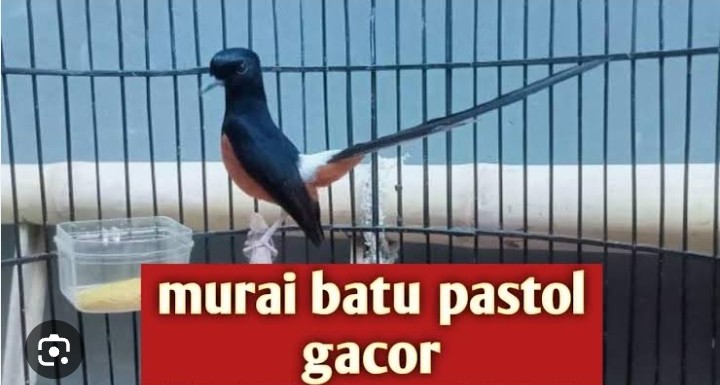 Rawatan murai pastol