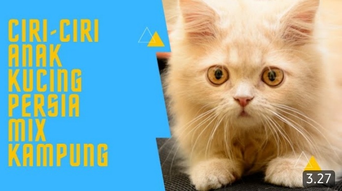 Ciri-Ciri Khusus Anak Kucing Kampung Mix Persia