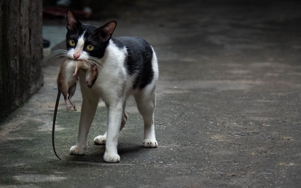 cara agar kucing tidak bawa tikus