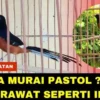 murai batu pastol agar cepat gacor