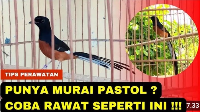 murai batu pastol agar cepat gacor