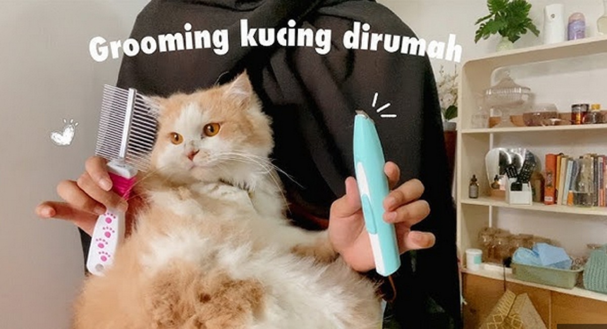 grooming kucing