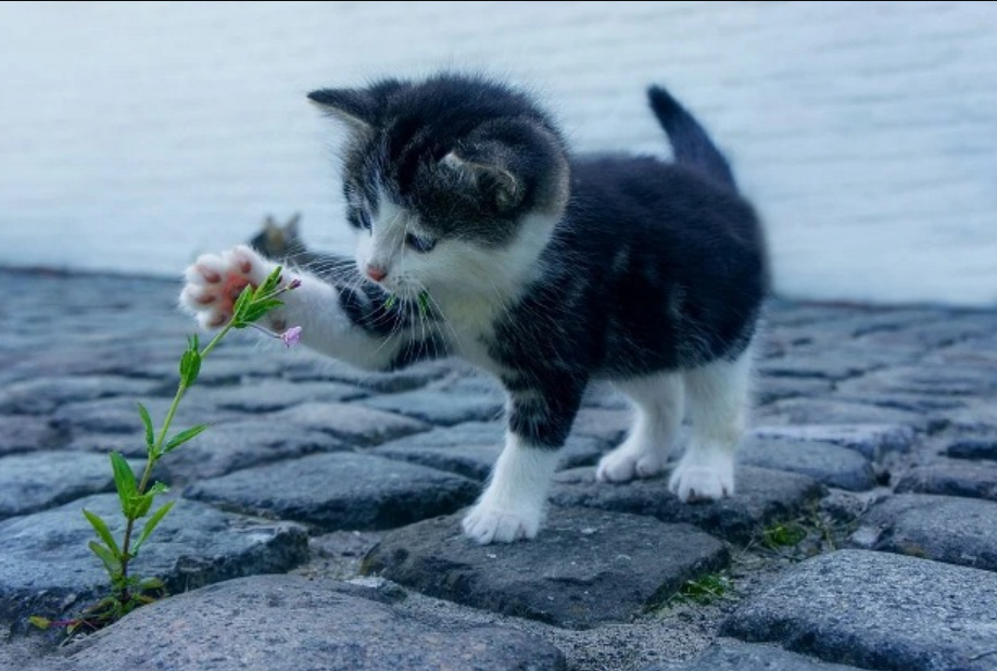 kenapa kucing tidak masuk surga