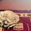 manfaat memelihara kucing dalam islam