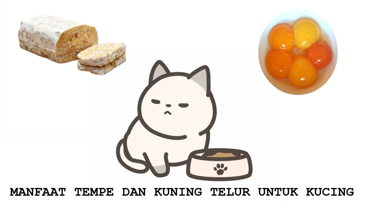 cara buat pakan kucing dari tempe