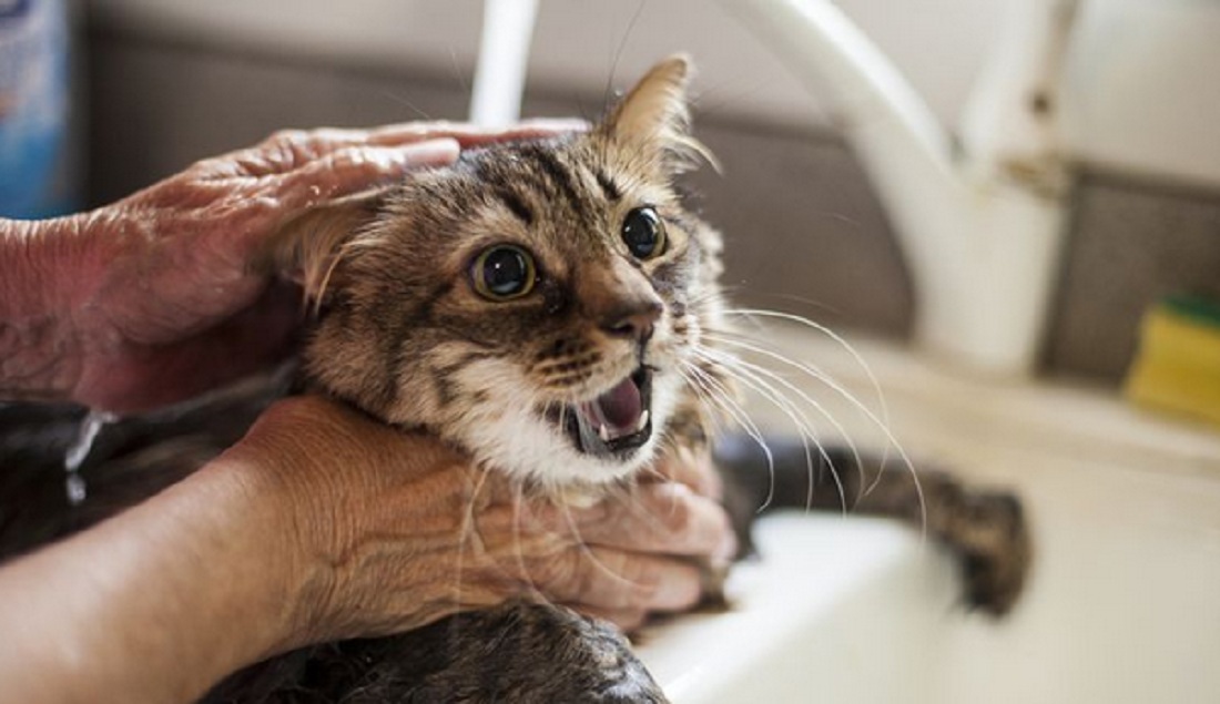 memandikan kucing tanpa tercakar