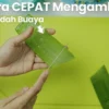 memanen lidah buaya