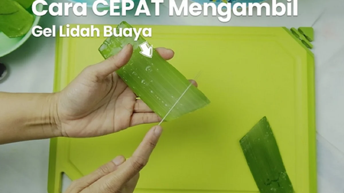 memanen lidah buaya