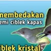 perbedaan ciblek kristal dan semi