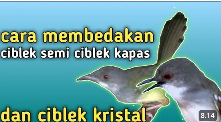 perbedaan ciblek kristal dan semi