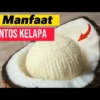 MANFAAT DARI KENTOS KELAPA BUAT KESEHATAN YANG BAGUS BUAT TUBUH