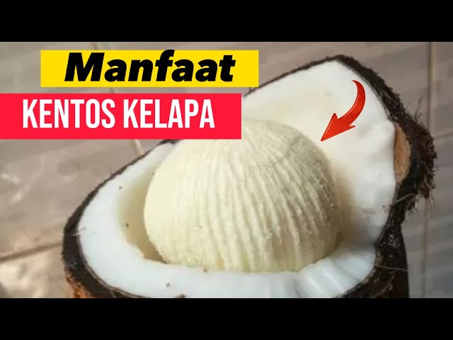 MANFAAT DARI KENTOS KELAPA BUAT KESEHATAN YANG BAGUS BUAT TUBUH