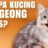 tanda kucing mengeong terus