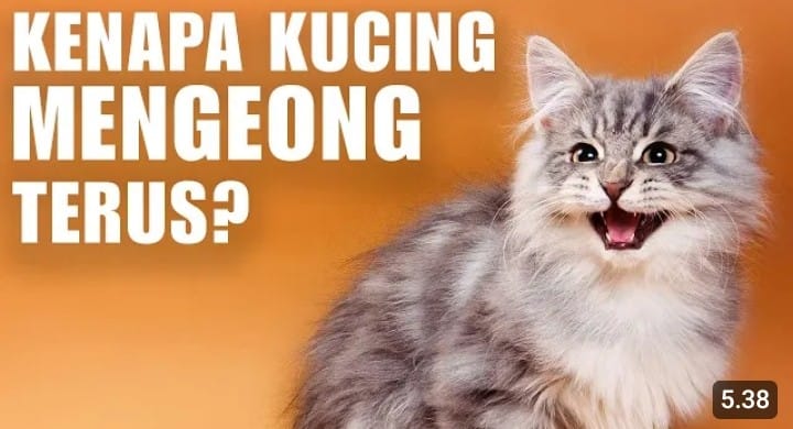 tanda kucing mengeong terus