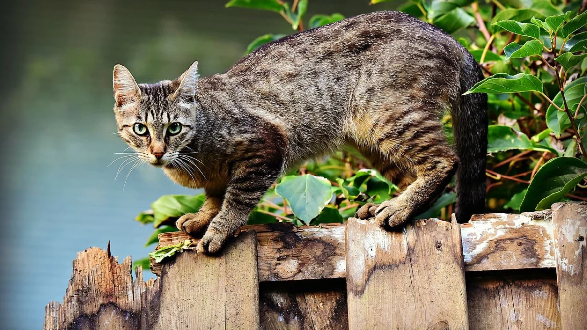 mengusir kucing dengan suara