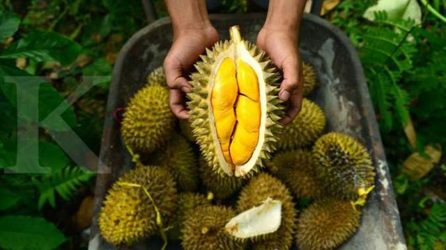 Cara mengatasi mabuk durian