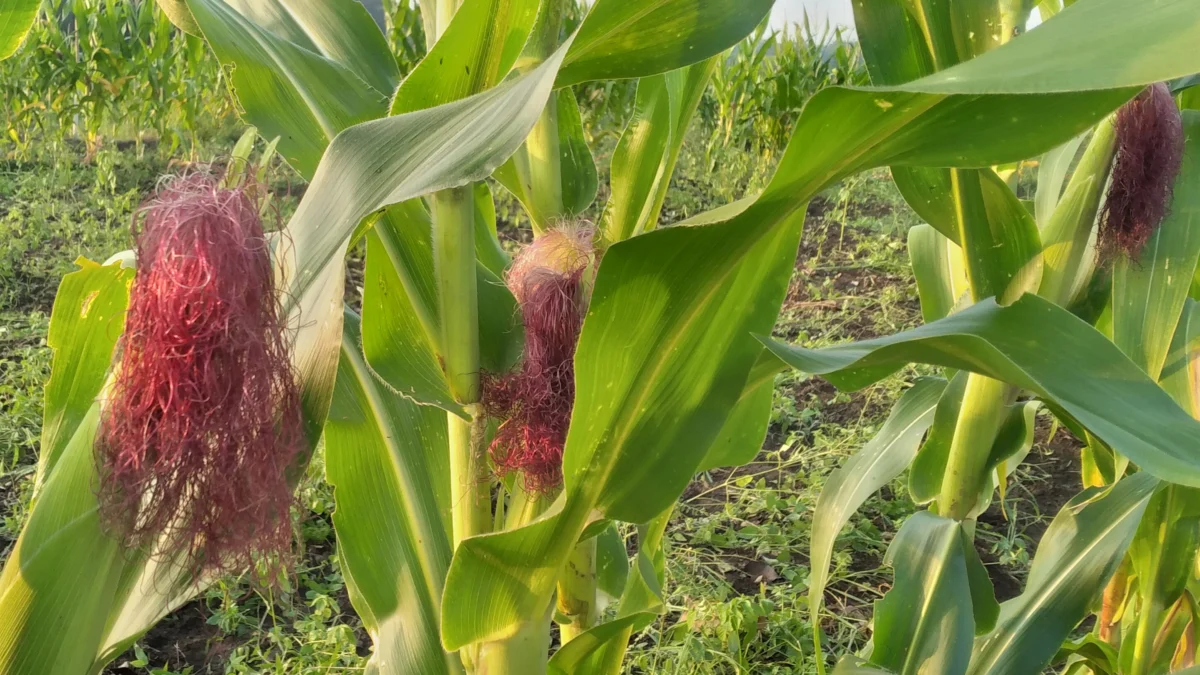 Tips dan Cara Mudah Membuat Teh Rambut Jagung