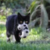 Ternyata ini alasan induk kucing makan anaknya sendiri