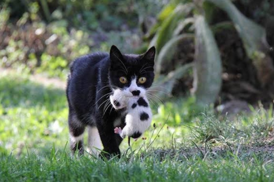 Ternyata ini alasan induk kucing makan anaknya sendiri