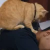 Ternyata ini alasan kucing suka memijat pemiliknya