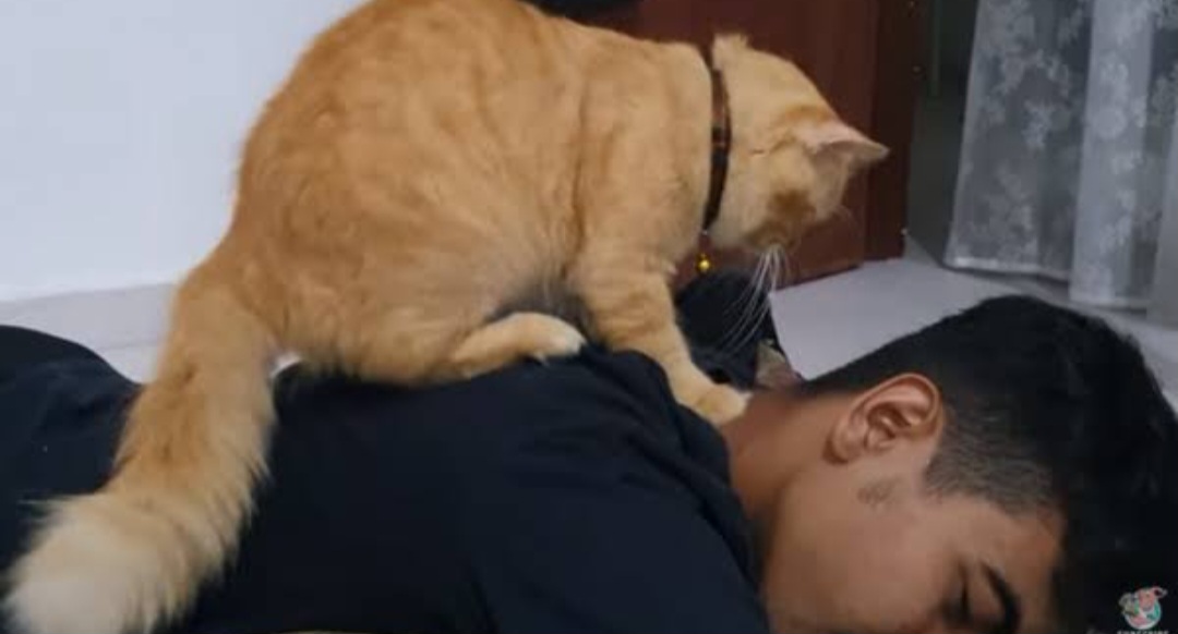 Ternyata ini alasan kucing suka memijat pemiliknya