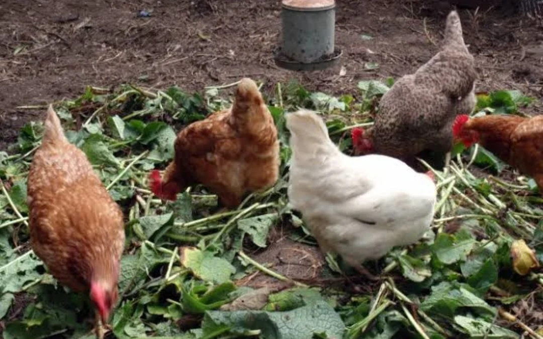 5 Jenis Pakan Daun yang Bagus Untuk Ayam Kampung