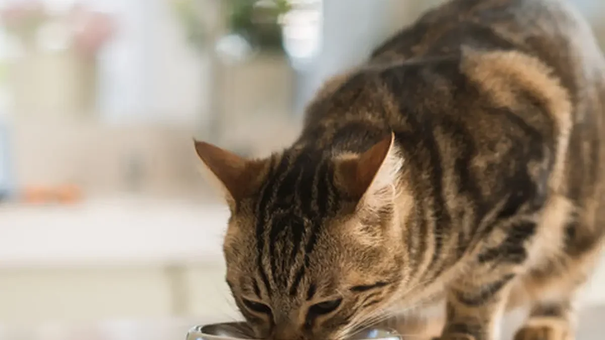 makanan kucing kampung agar cepat gemuk