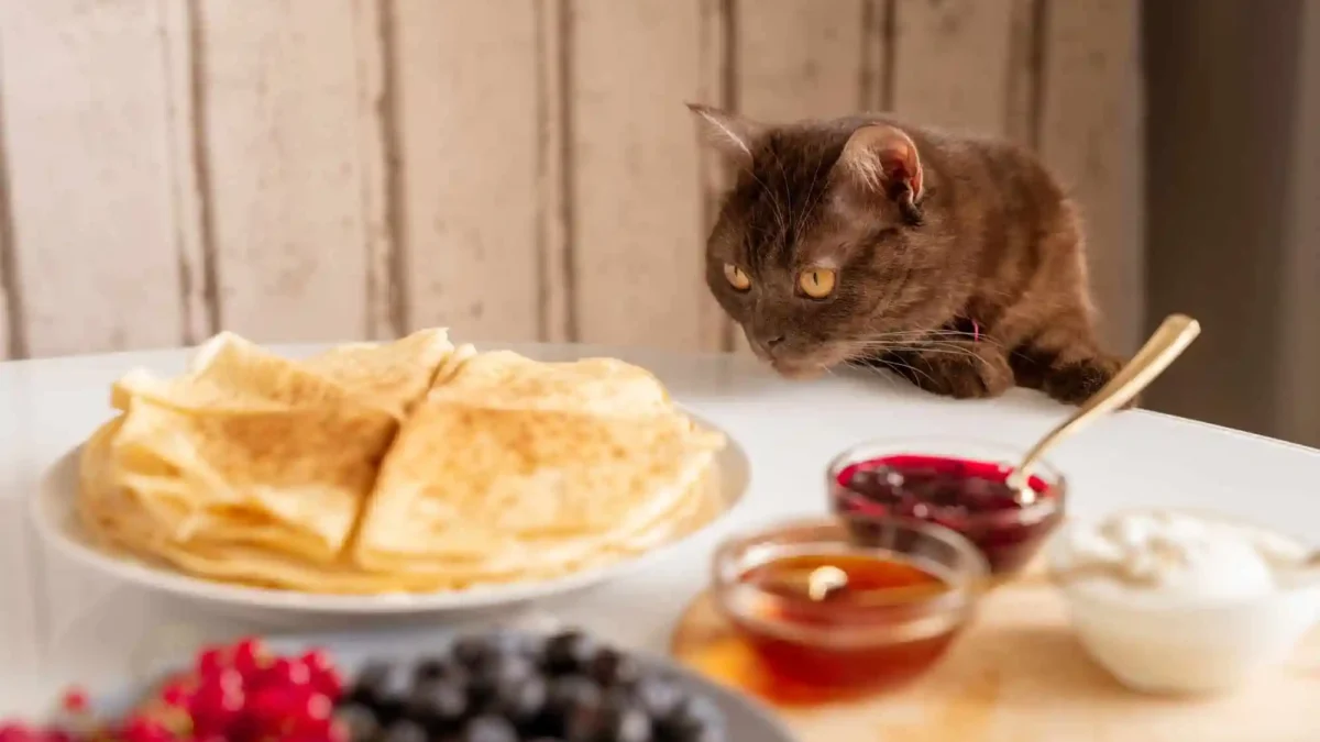 makanan yang baik untuk kucing