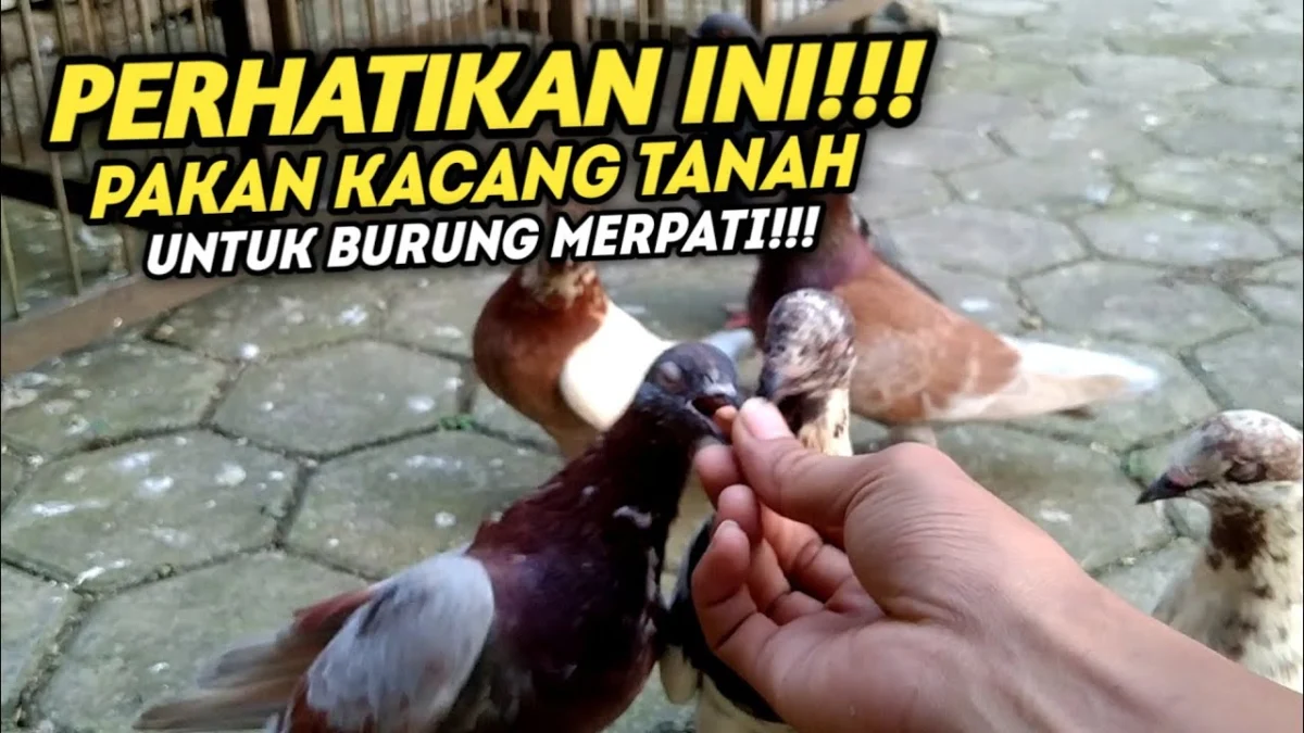 kacang tanah untuk merpati