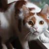 Mengapa Kucing Tidak Suka Dipegang Ekornya