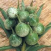 manfaat terong hijau bagi kesehatan
