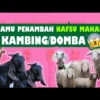 cara ramuan agar ternak kambing kuat makan