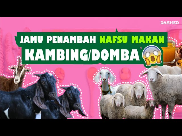 cara ramuan agar ternak kambing kuat makan